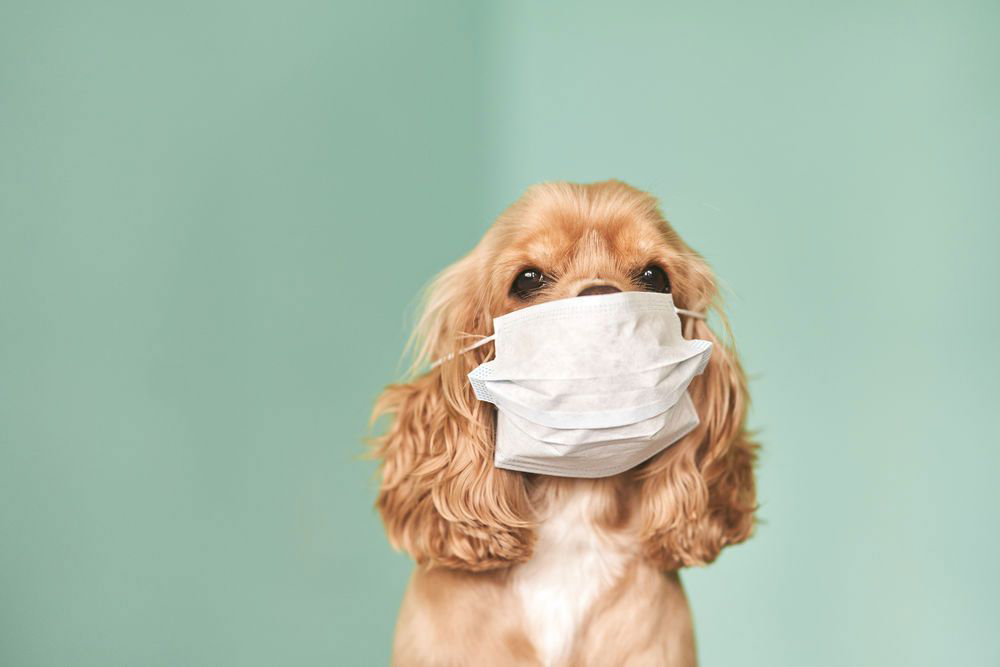 Can My Dog Give Me Coronavirus?